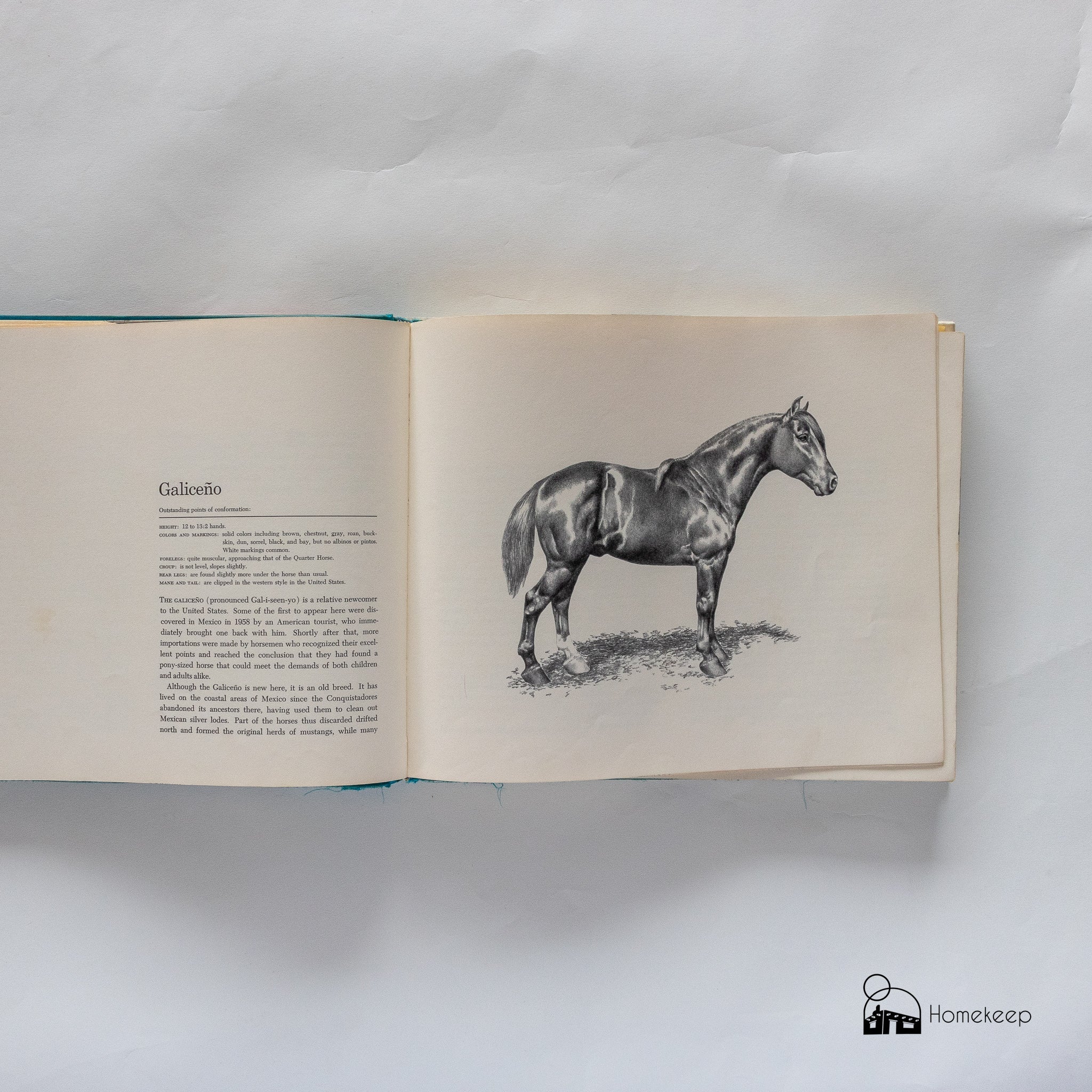 America's Horses and Ponies Written and Illustrated by Irene Brady - Homekeep Market